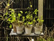 Mesa de jardim rústica com plantas de gerânio em vasos — Fotografia de Stock