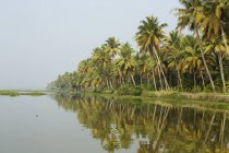 Palm trees at water edge, Kerala, India — Stock Photo