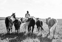 B & W rear view image of woman riding and leading six horses in field — стоковое фото