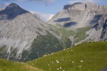 Pâturage des vaches sur le terrain, Schanfigg, Graubuenden, Suisse — Photo de stock