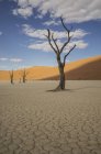 Abgestorbene Bäume auf rissiger Tonpfanne, deaddvlei, sossusvlei Nationalpark, namibia — Stockfoto