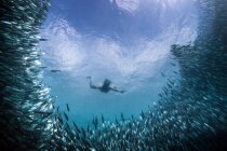 Young woman swimming with school of sardines, Moalboal, Cebu, Philippines — Stock Photo