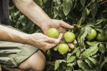 Vista recortada de manos mans control de calidad planta de tomate - foto de stock