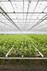 Rows of young plants growing in greenhouse — Stock Photo