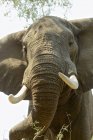 Vista de cerca del elefante africano o Loxodonta africana en el parque nacional de piscinas de maná, zimbabwe - foto de stock