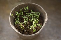 Pot of green seedlings, close up shot — Stock Photo