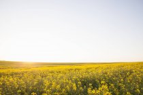 Цветущие желтые поля канолы в солнечном свете с ясным небом — стоковое фото
