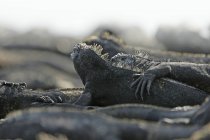 Marine iguanas at ground, Galapagos Islands, Ecuador — Stock Photo