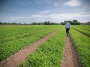 Worker inspecting field of crops on herb farm — Stock Photo