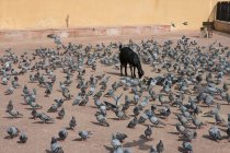 Goat and pigeons in Amer Fort — Stock Photo