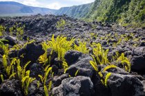 Vulkanlandschaft mit schwarzen Felsen und Farnen, Insel La Réunion — Stockfoto