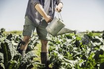 Männerbrust im Gemüsegarten gießt Pflanzen mit Gießkanne — Stockfoto