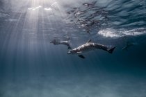 Atlantic spotted dolphin swimming under water — Stock Photo