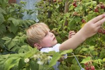 Boy berry-picking raspberries in country garden — Stock Photo