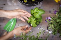 Vue grand angle des mains touchant la plante de basilic — Photo de stock