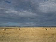 Зібране пшеничне поле зі стопами сіна — стокове фото