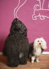 Две домашние собаки у розовой стены — стоковое фото