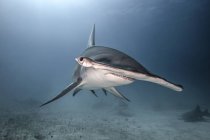 Gran tiburón martillo nadando bajo el agua - foto de stock