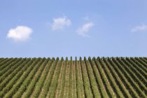 Мальовничим видом виноградників у регіоні Langhe, П'ємонт, Італія — стокове фото