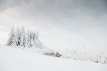 Neve coberto de árvores na paisagem rural — Fotografia de Stock