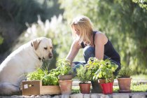 Labrador chien regarder femme s'occuper des plantes dans le jardin — Photo de stock