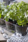Vista de close-up de vasos de ervas frescas — Fotografia de Stock
