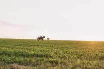 Vista à distância da mulher montando cavalo no campo — Fotografia de Stock