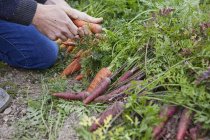 Cropped view of man harvesting carrots — Stock Photo