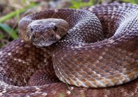 Close up of venomous Pacific rattlesnake in California, USA — Stock Photo