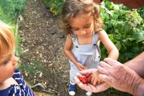 Grandfather sharing raspberries with grandchildren — Stock Photo