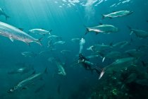 Enormi scuole di tarpon (Megalops atlanticus) circondano un subacqueo a Xcalak Marine Park, Quintana Roo, Messico — Foto stock