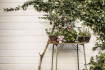 Schöne Topfpflanzen gegen weiße Hauswand — Stockfoto