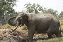 Африканський слон або Африкана проте маючи грязьову ванну, Мана басейни Національний парк, Зімбабве, Африка — стокове фото