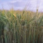 Primer plano del campo de trigo con el cielo en el horizonte - foto de stock