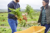 Casal na fazenda colheita cenouras no carrinho de mão — Fotografia de Stock