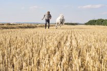 Человек тренирует скачущую белую лошадь в поле — стоковое фото
