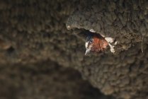 Американская горная ласточка или петрохелидон пирронота в гнезде колонии, Йеллоустонский национальный парк, Вайоминг, США — стоковое фото