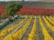 Виноградники и поля осенью, Прованс, Франция — стоковое фото