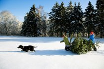 Children and dog pulling Christmas tree — Stock Photo