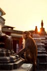 Temple des singes Swayambhunath, Katmandou, Népal — Photo de stock