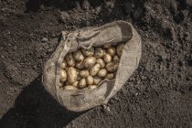 Збирання свіжозібраної картоплі — стокове фото
