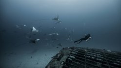 Unterwasserblick eines Tauchers, der zwischen Mantarochen schwimmt — Stockfoto