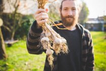 Бородатый мужчина среднего возраста в саду держит свежесобранные луковицы чеснока глядя на камеру улыбаясь — стоковое фото