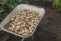Carrinho de mão cheio de batatas recém-colhidas — Fotografia de Stock