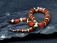 Pueblan Milk Snake mostrando la lingua sulla roccia — Foto stock
