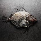 High angle view of John Dory fish on gray background — Stock Photo