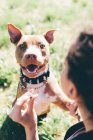 Sobre o ombro retrato de pit bull terrier com o proprietário do sexo feminino — Fotografia de Stock