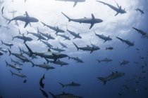 Underwater view of swimming silky sharks — Stock Photo