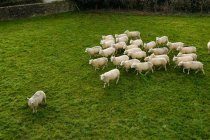 Vista elevada del rebaño de ovejas pastando sobre hierba verde - foto de stock