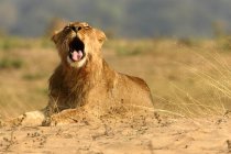 Молодой лев лежит на земле с открытым ртом, Национальный парк Мана Баолс, Зимбабве — стоковое фото